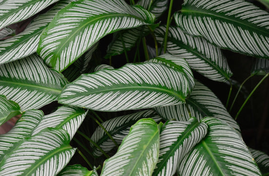 Care tips for Calatheas