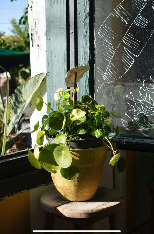 Care tips for Pilea