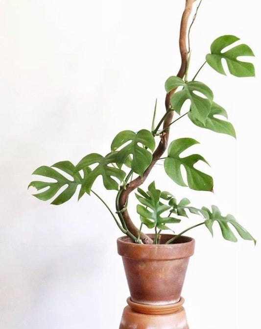 Care tips for Rhaphidophora