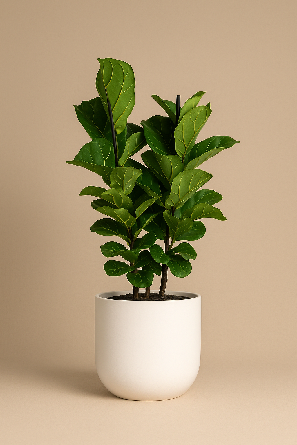 hanging ivy plant English Ivy Plant in Hanging Basket – Lush, Air-Purifying Indoor/Outdoor  Greenery main image 0