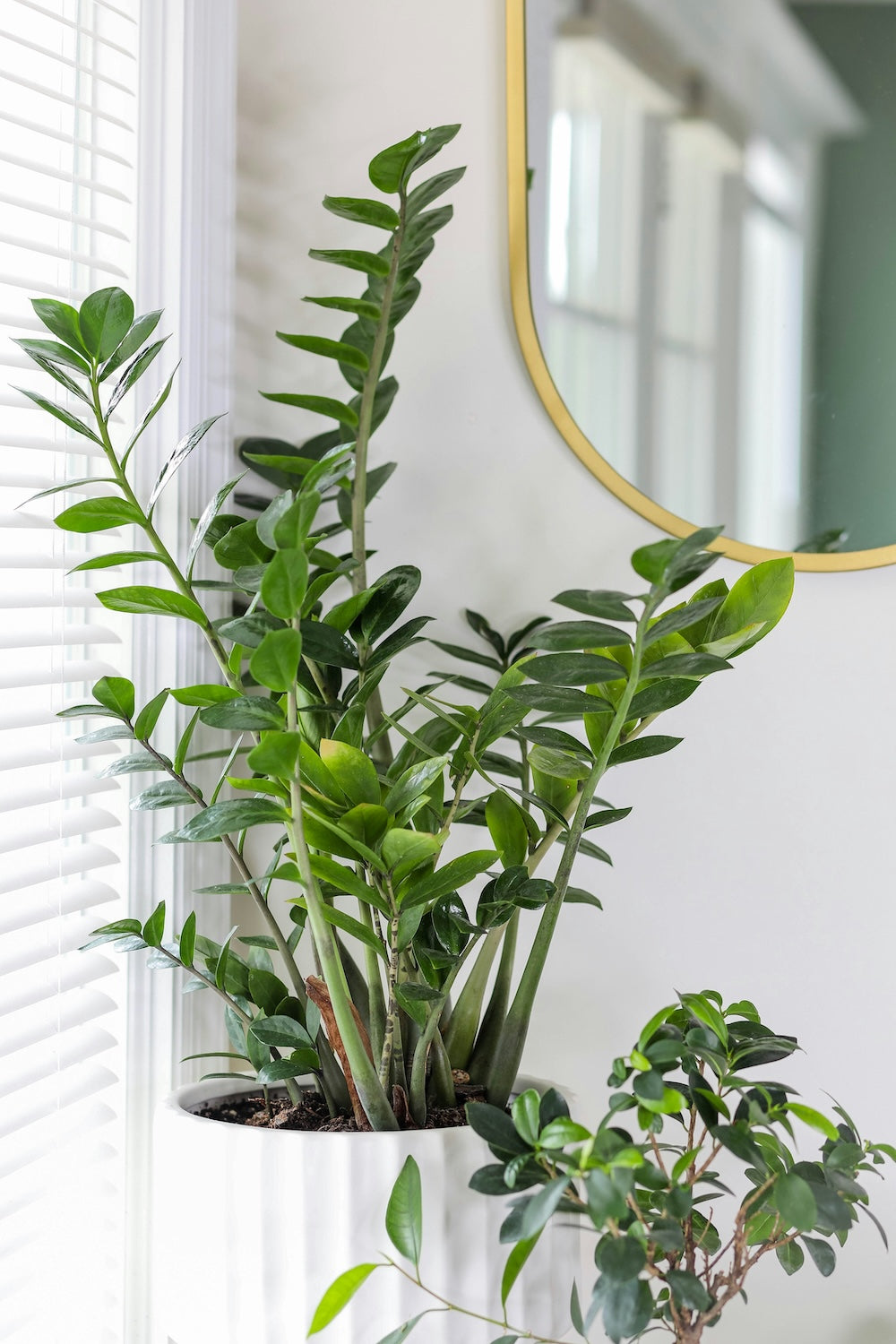 big zz plant ZZ Plant: Zamioculcas Zamiifolia - 12