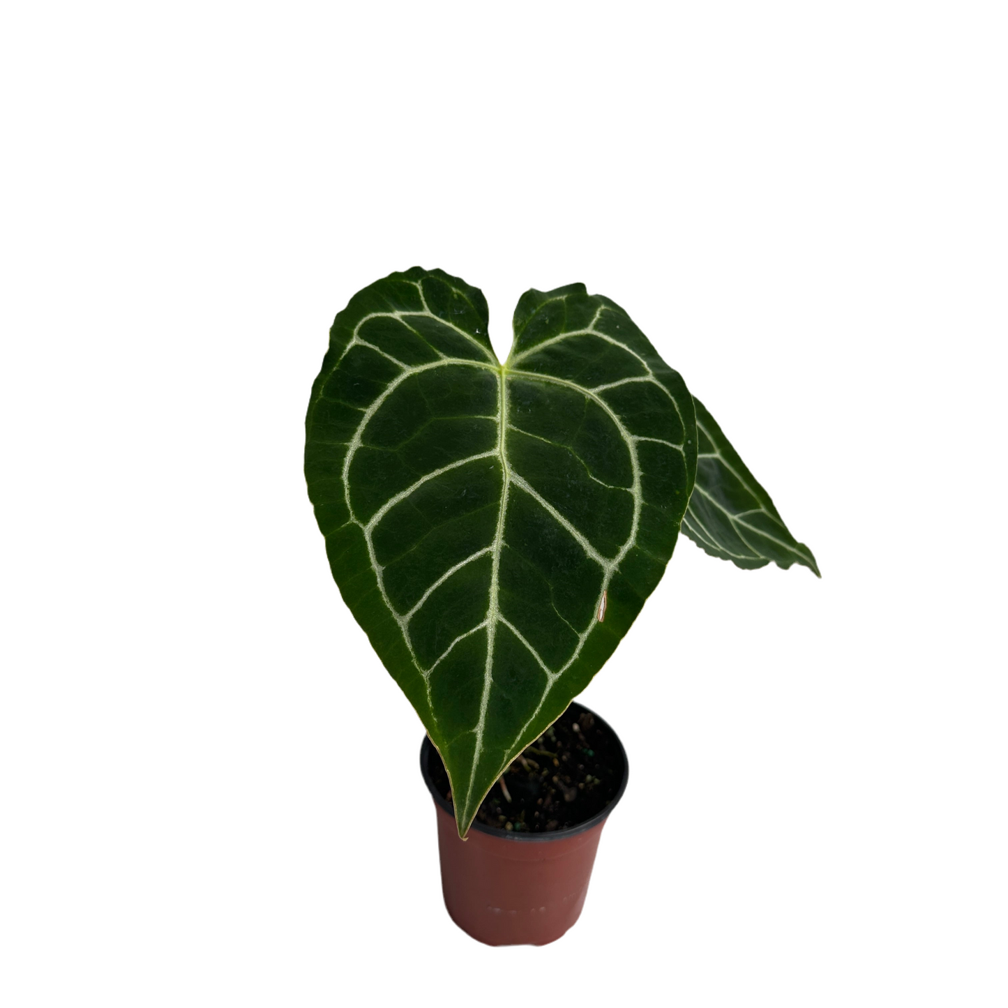 Anthurium Crystallinum 4" pot