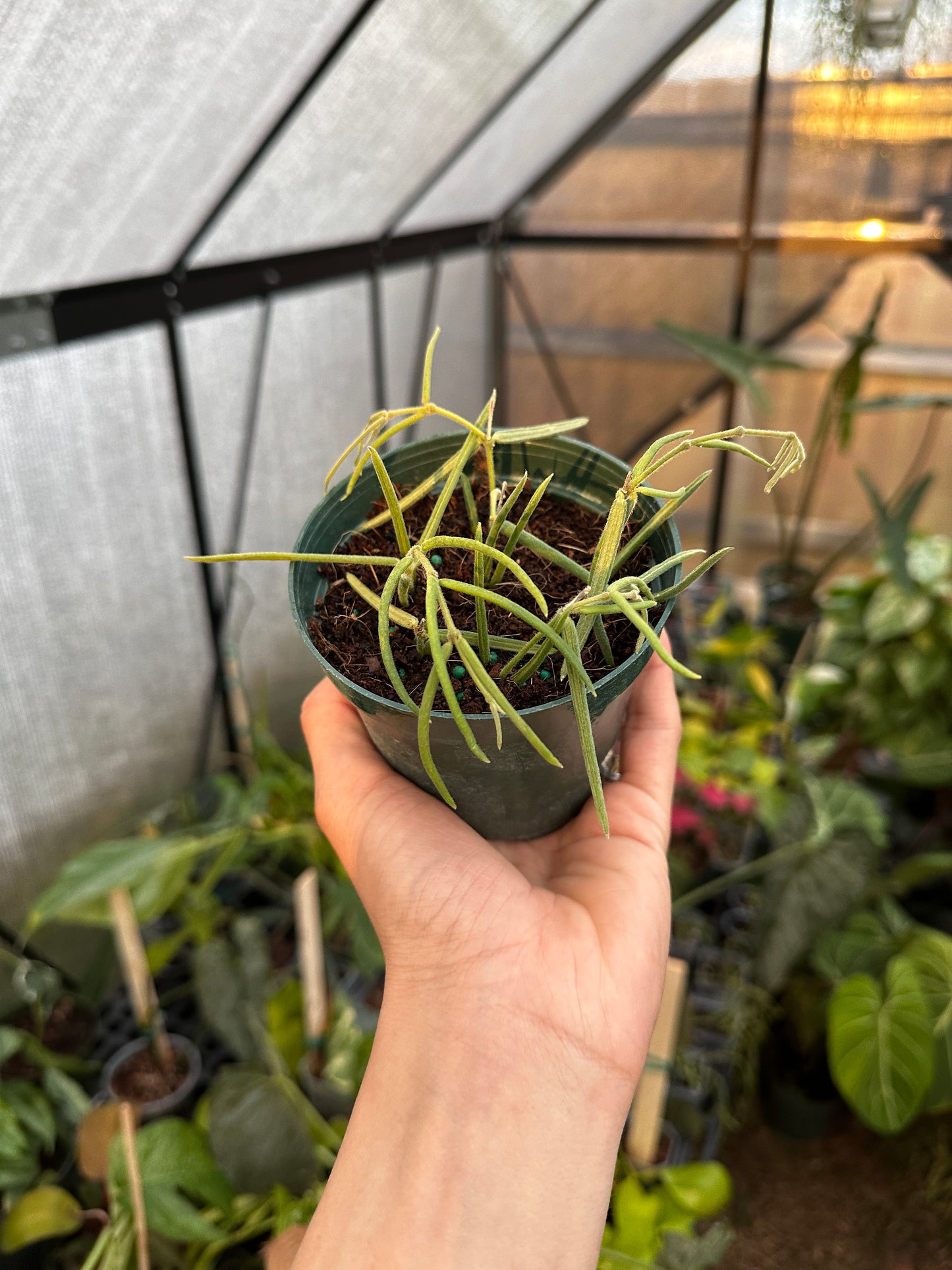 Hoya linearis 4" * Grower's choice