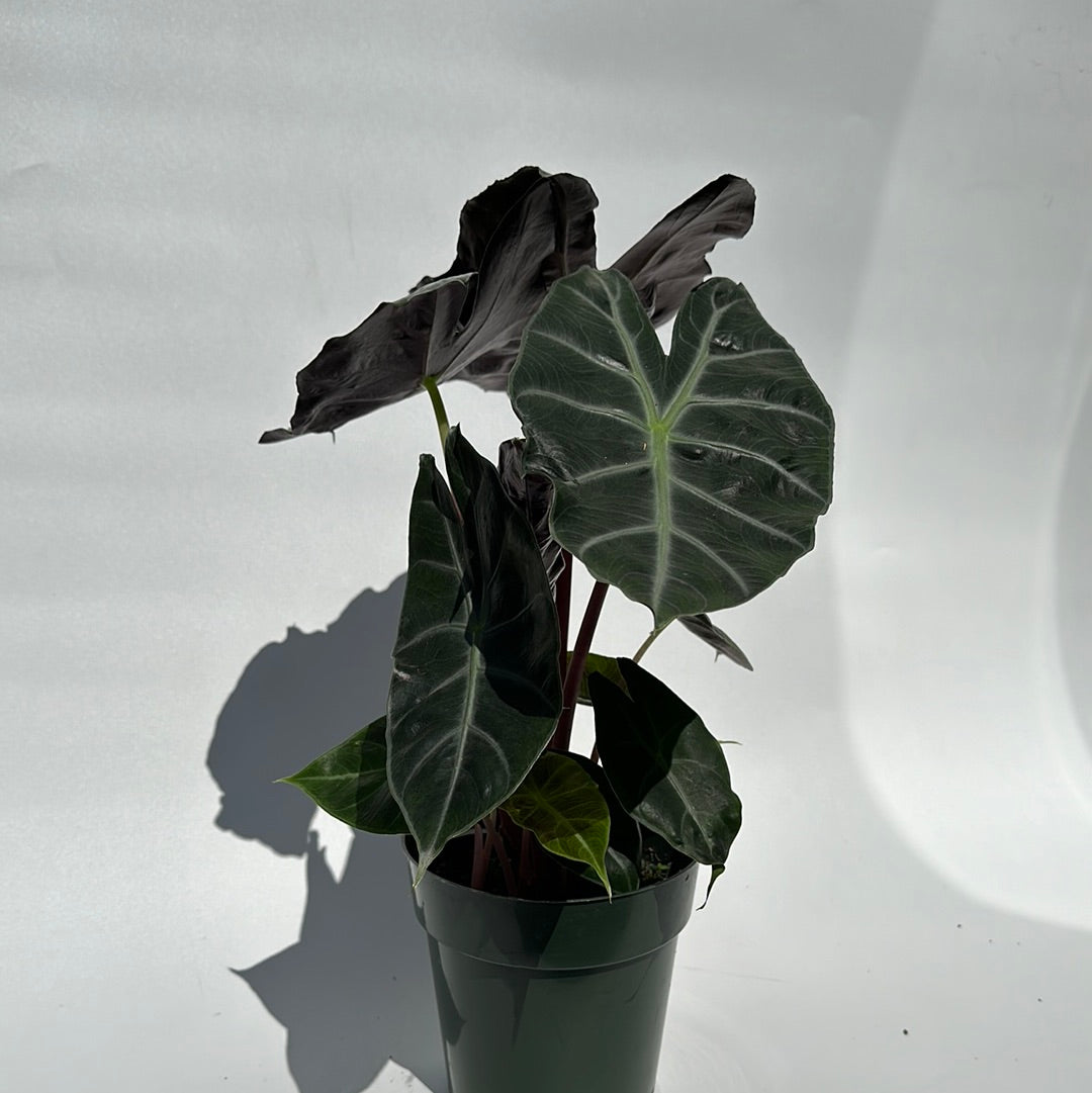 Alocasia Morroco 6" pot