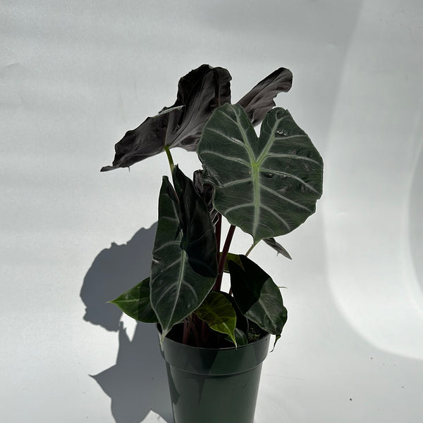 Alocasia Morroco