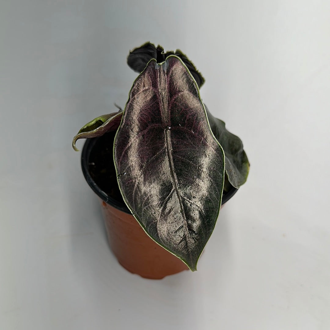 Alocasia azlanii 4" pot