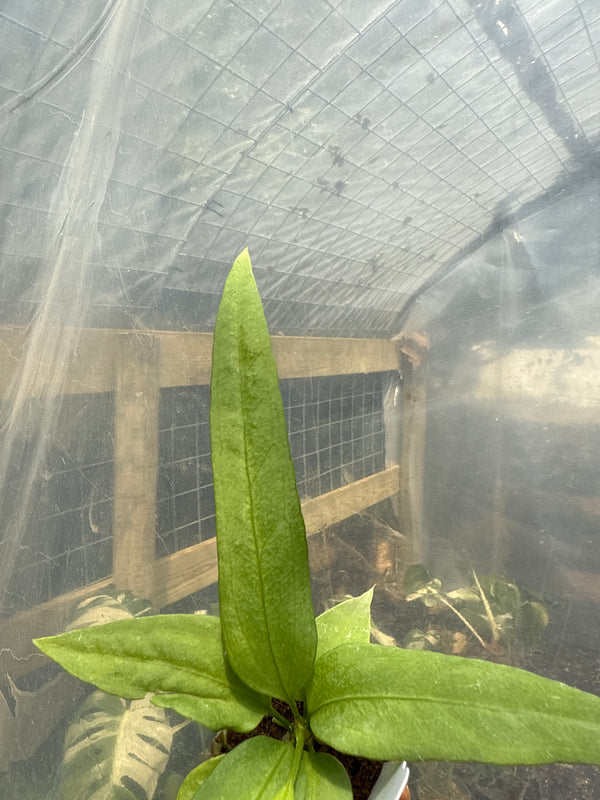 Anthurium Vittarifolium