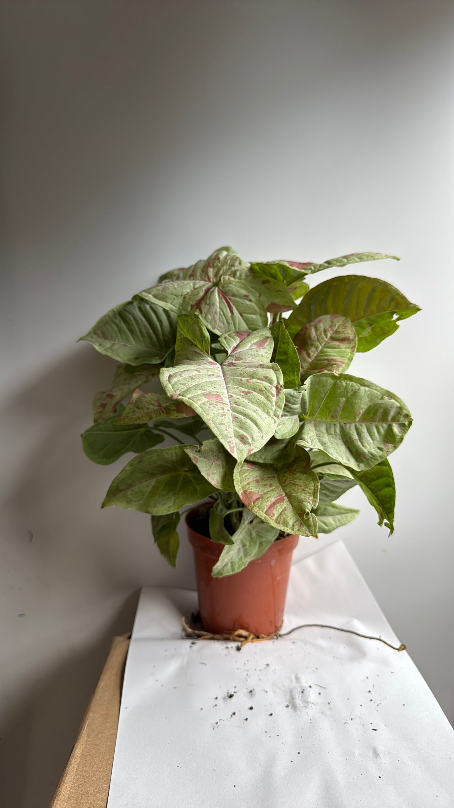 Syngonium Milk Confetti 4" Pot