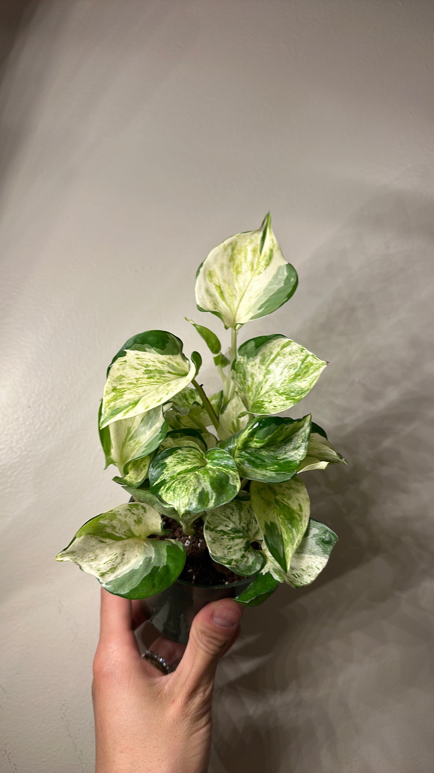 Pothos Manjula 4" pot | rare pothos