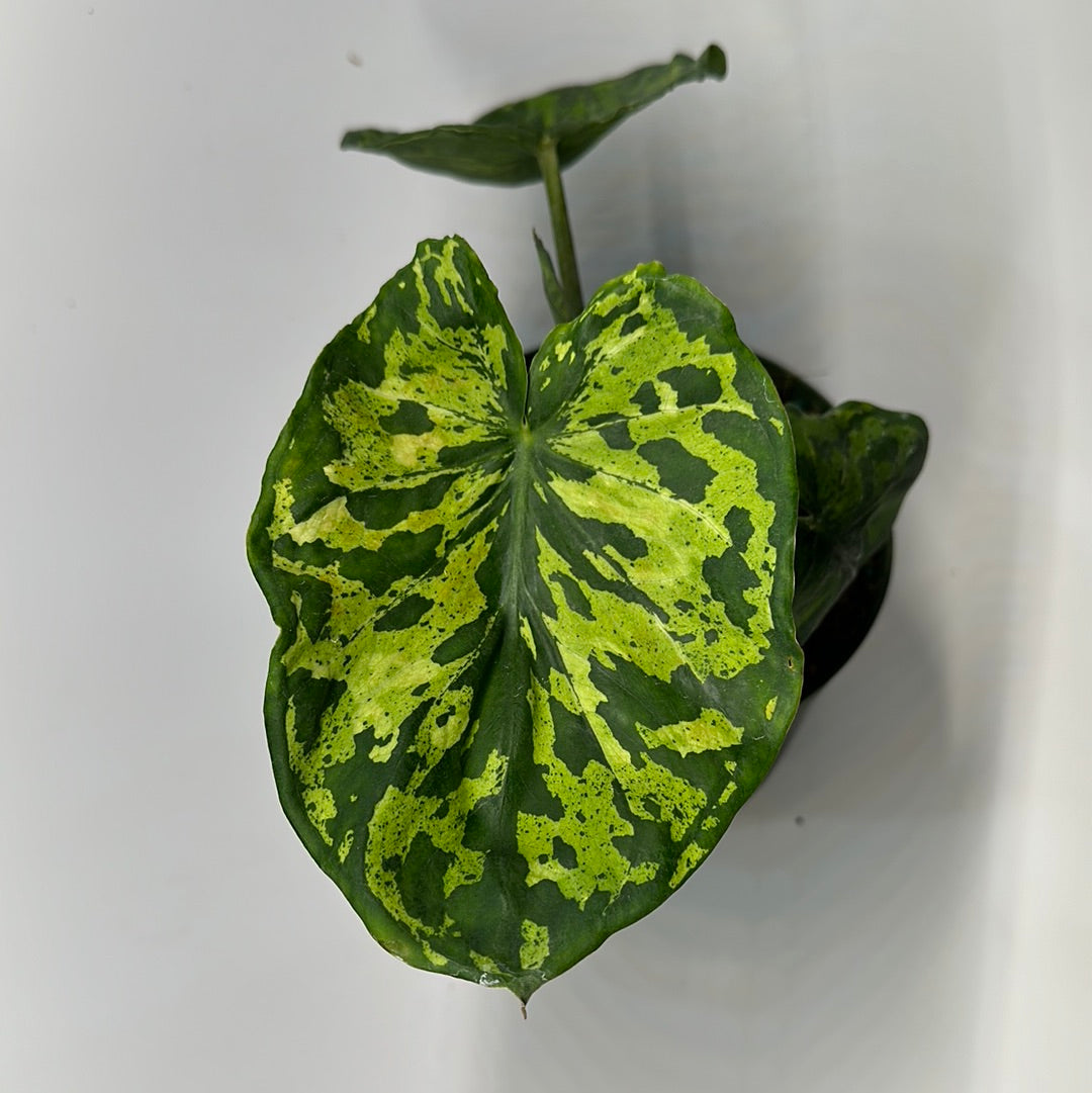 Alocasia hilo beauty 6"