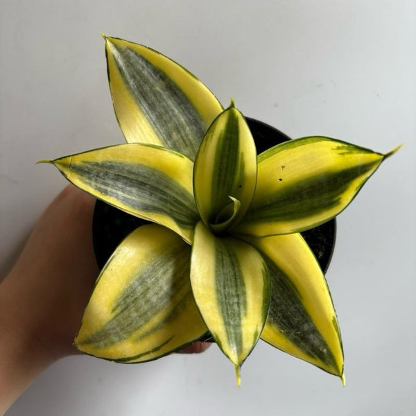 Sanseviera Hahnii 'Sunny Star'