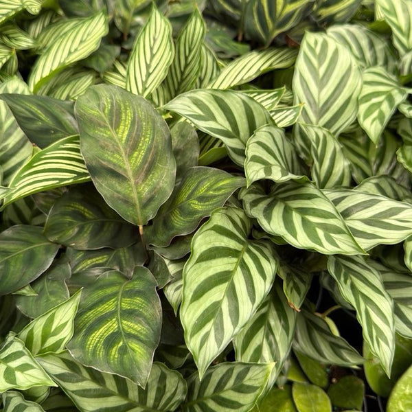 Pet Friendly Mystery Bundle Box - 3 Non-Toxic Plants