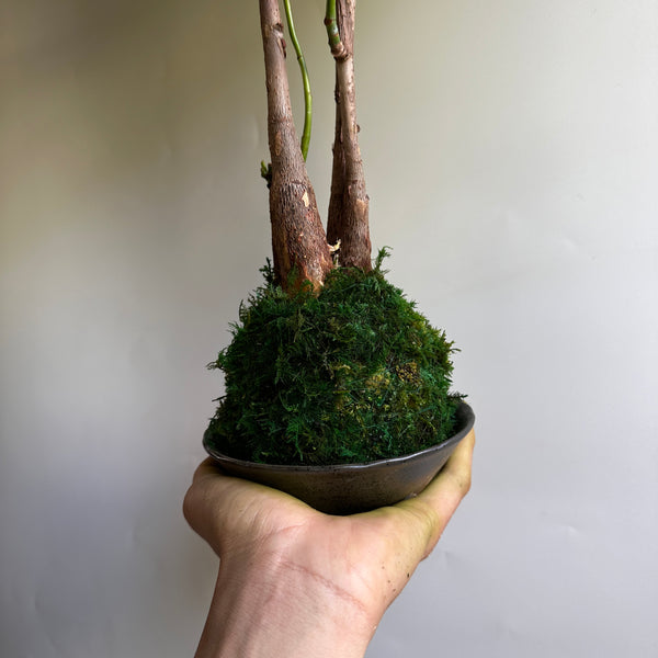 Kokedama Money Tree