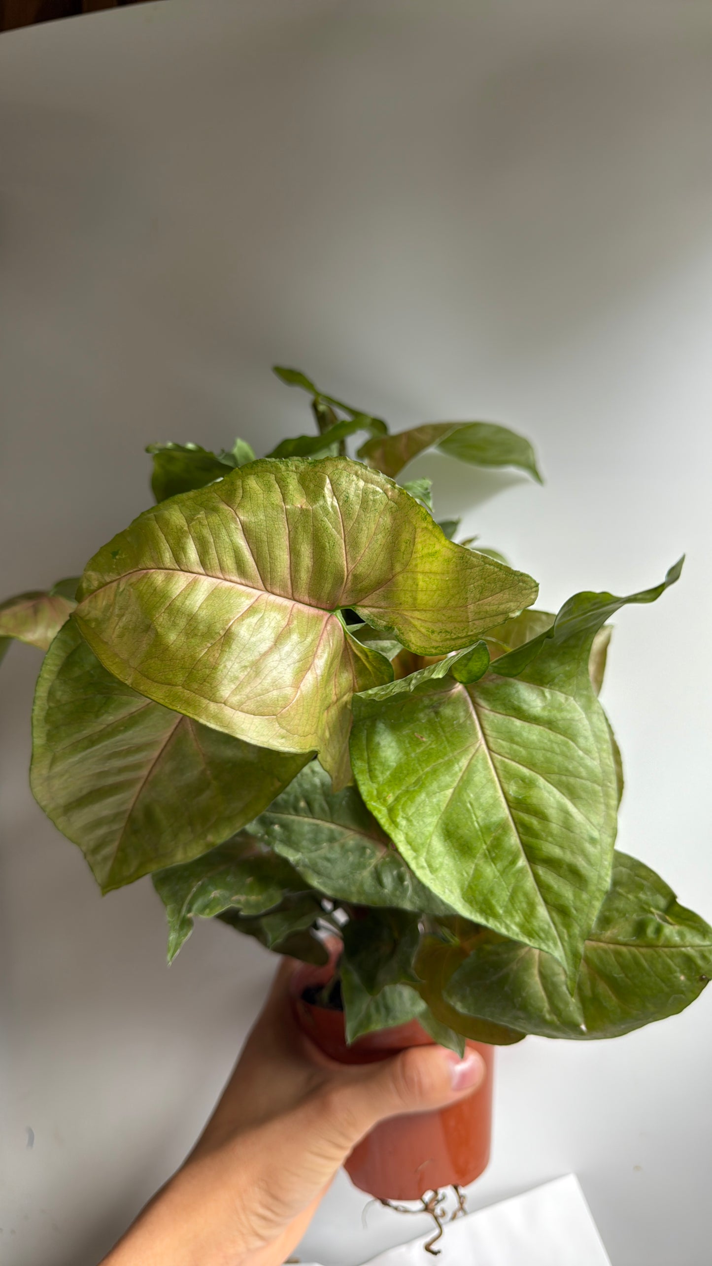 Syngonium Podophyllum 'Maria' Allusion 4" pot