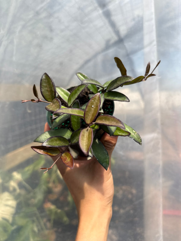 Hoya Rosita 4” pot