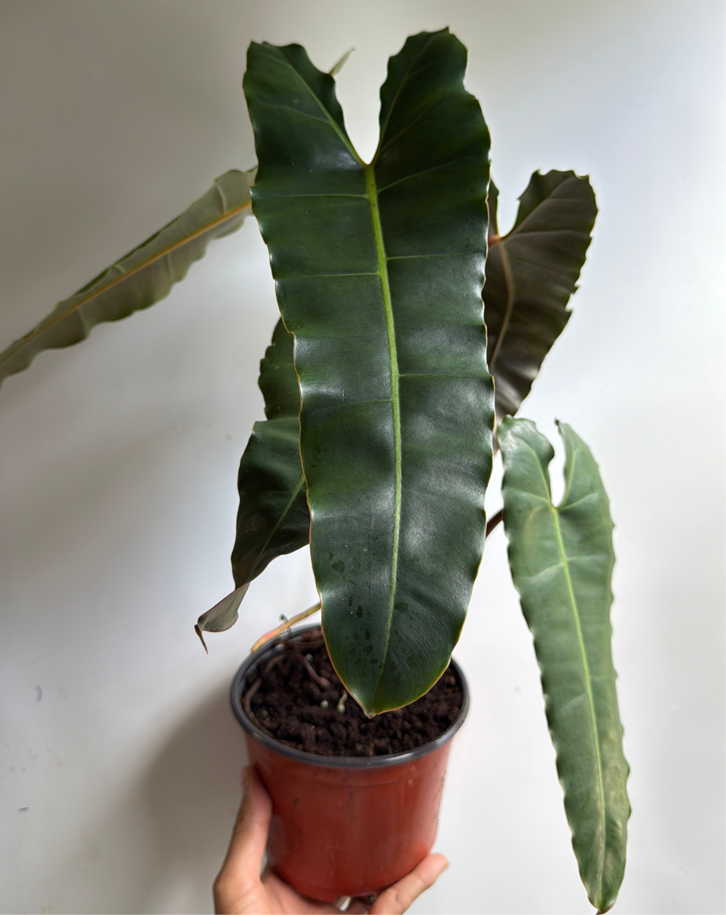 Philodendron Black billietiae Billietiae x Atabapoense 6" pot