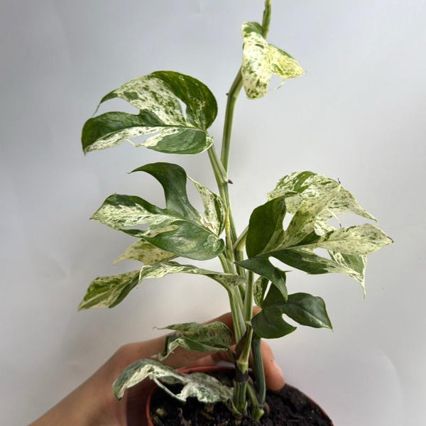 Epipremnum Pinatum Marble Flame