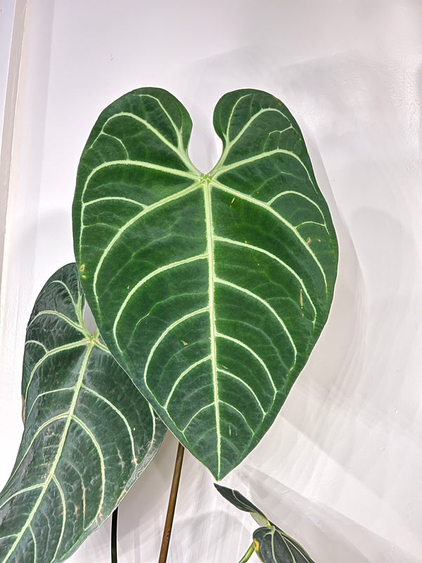 Anthurium Regale