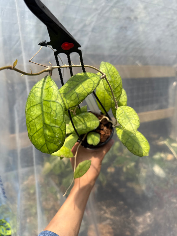 Hoya Finlansonii 4” pot