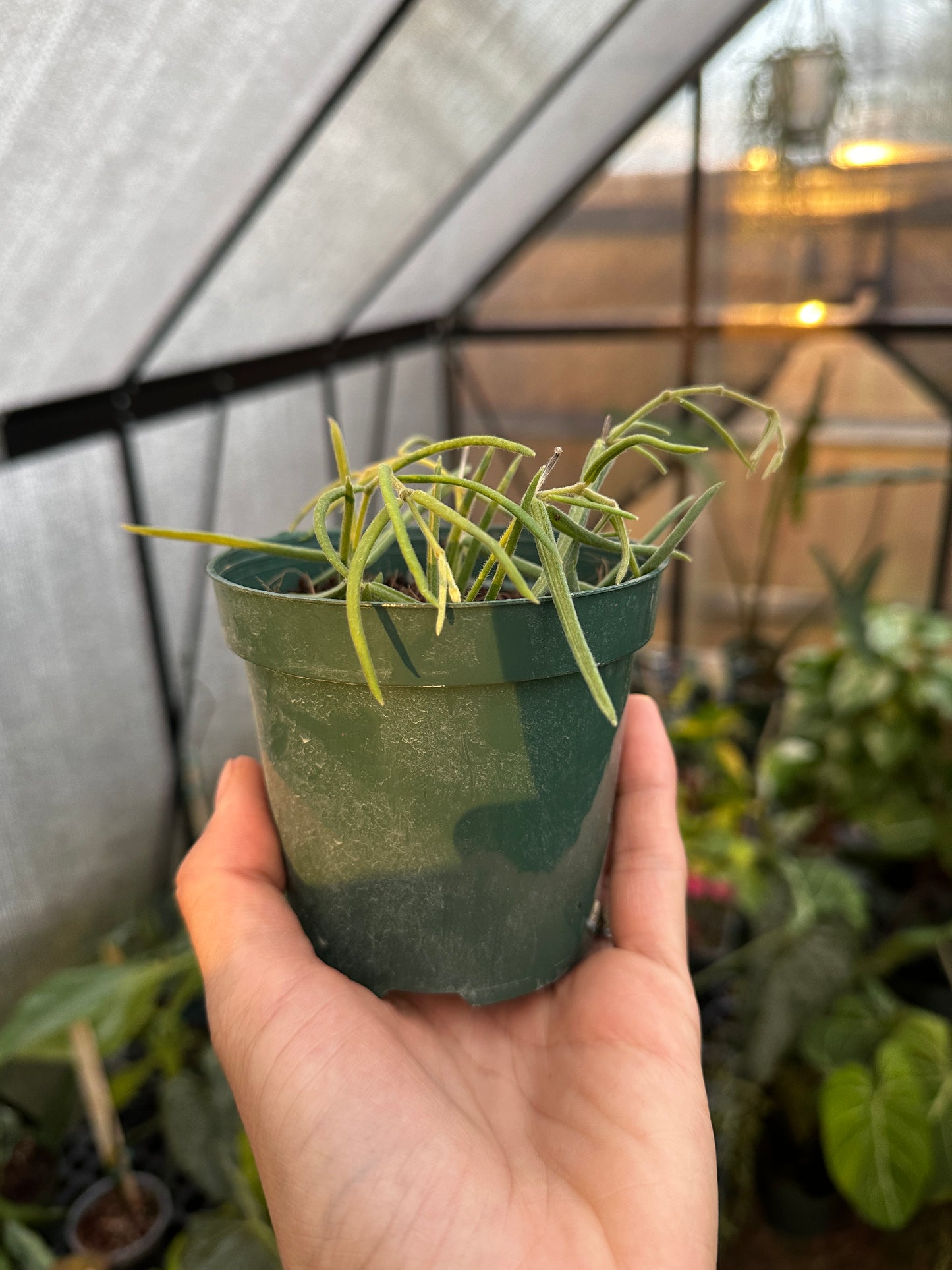 Hoya linearis 4" * Grower's choice