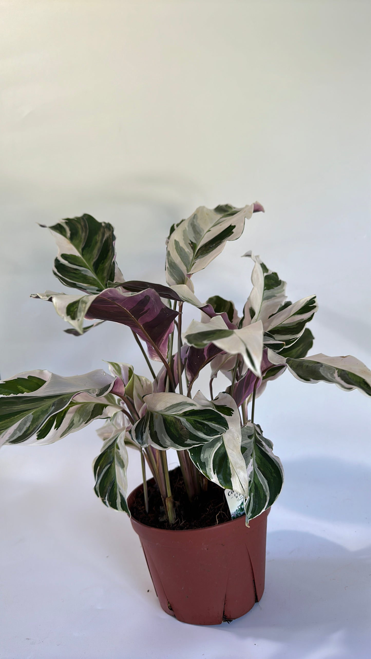 Calathea White Fusion