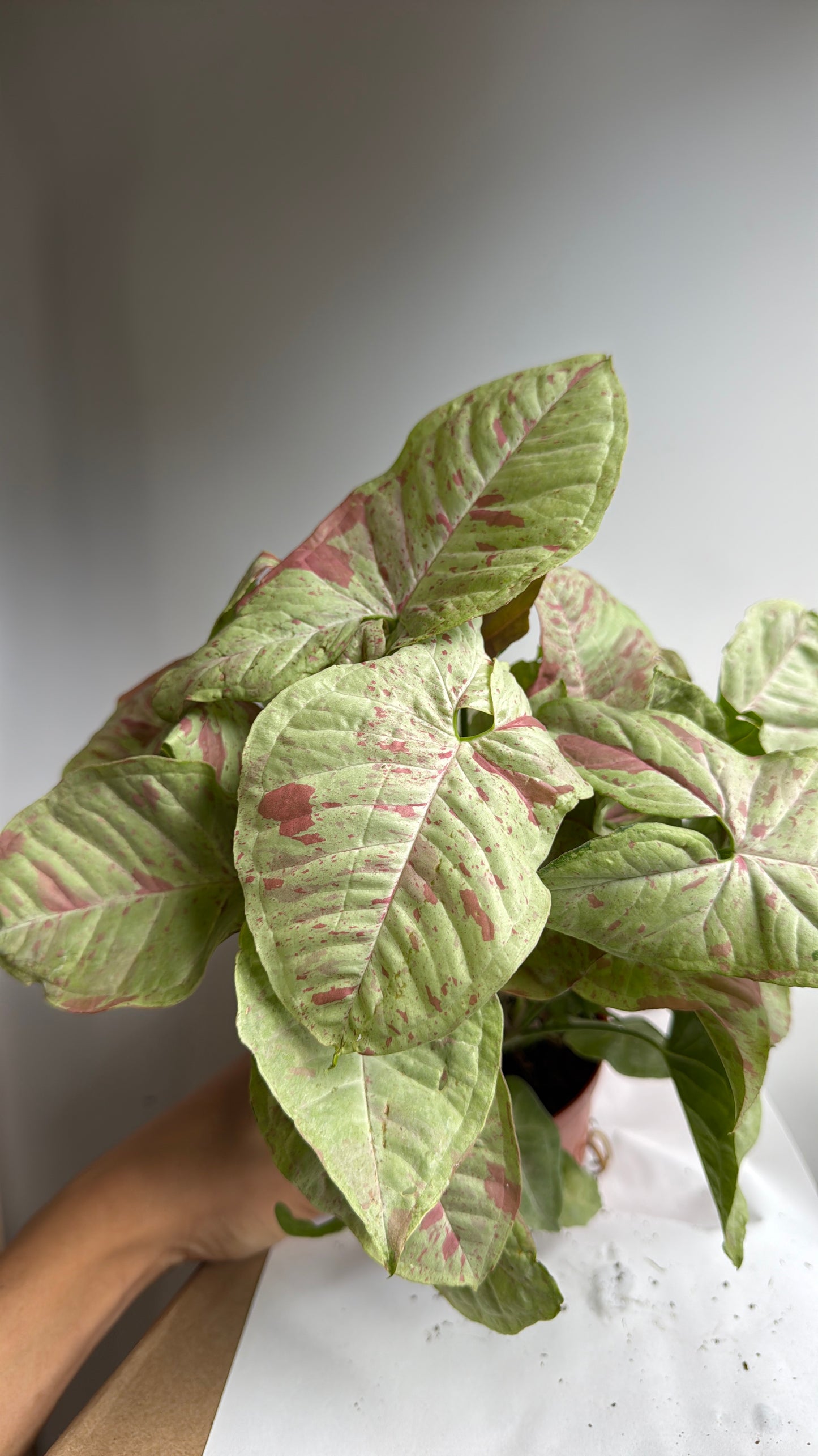 Syngonium Milk Confetti 4" Pot