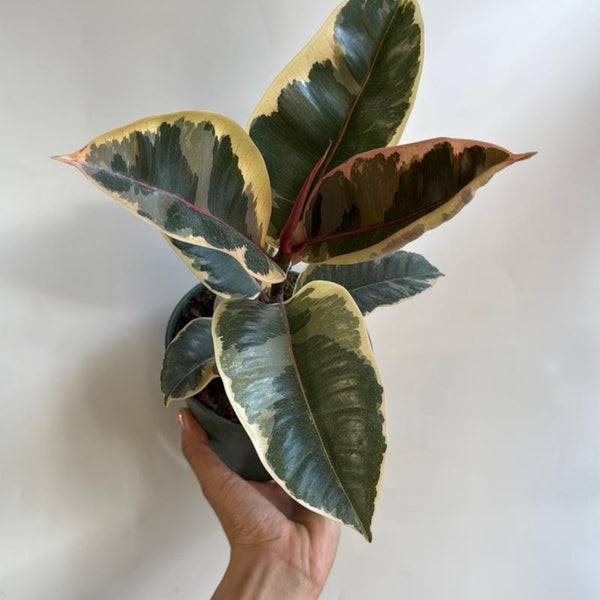 Variegated Ficus Elastica Tineke