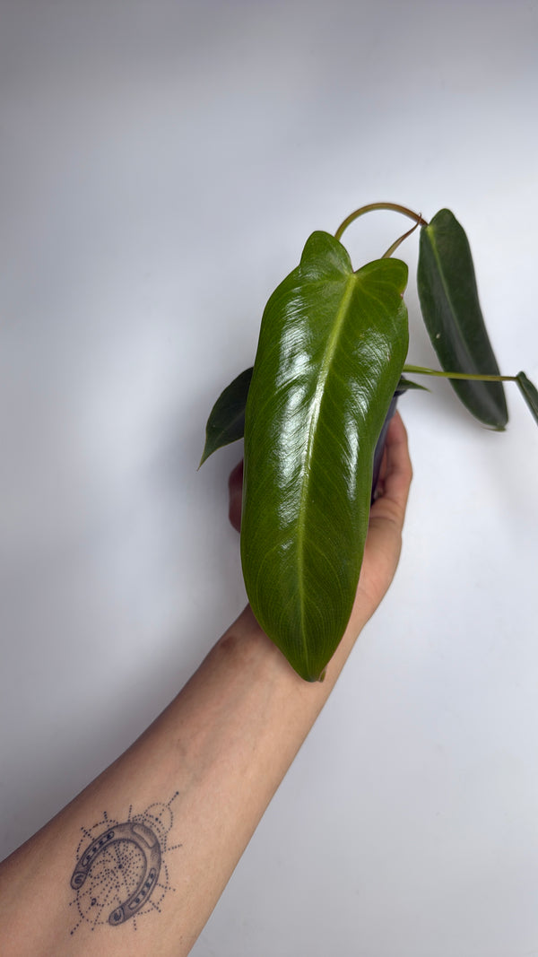 Philodendron Spiritus Sancti 4” pot