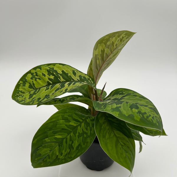 Homalomena Camouflage