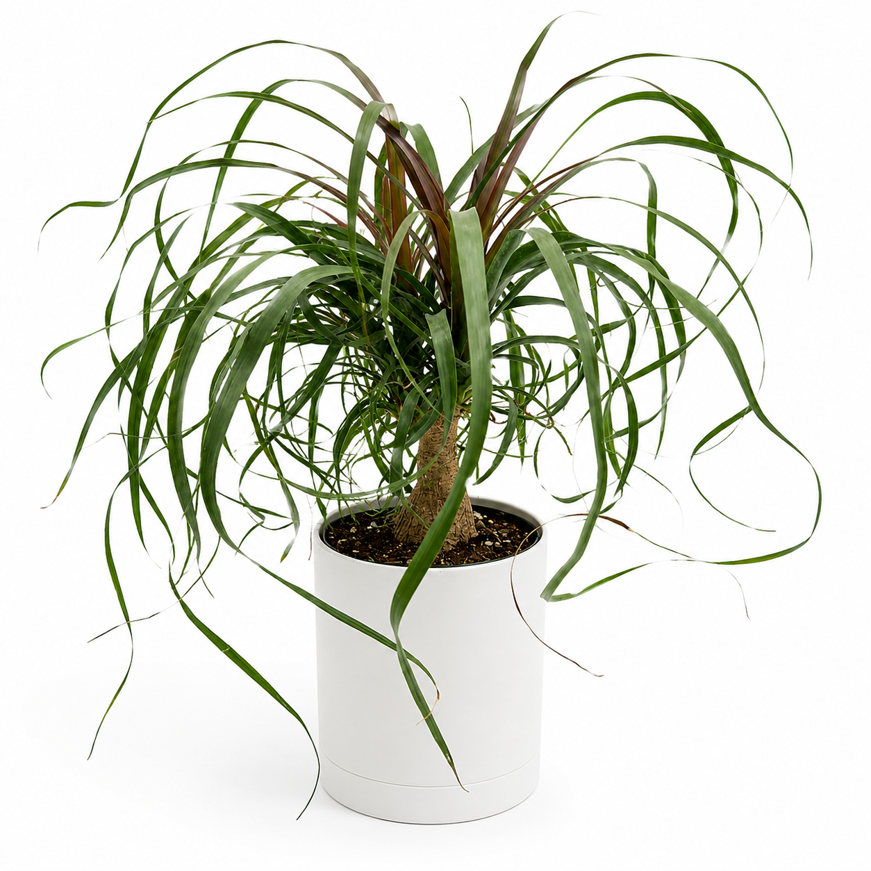 care of ponytail palm plant Runo Plants | Indoor Plants