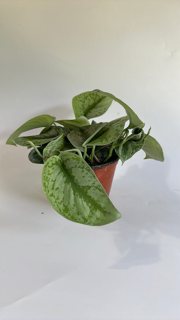 Pothos Silver 'Scindapsus Pictus'