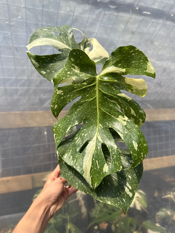 Monstera Thai Constellation