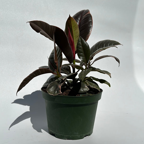 Ficus Elastica Ruby