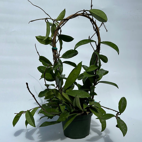 Hoya Publicalyx 'Splash' 6” pot