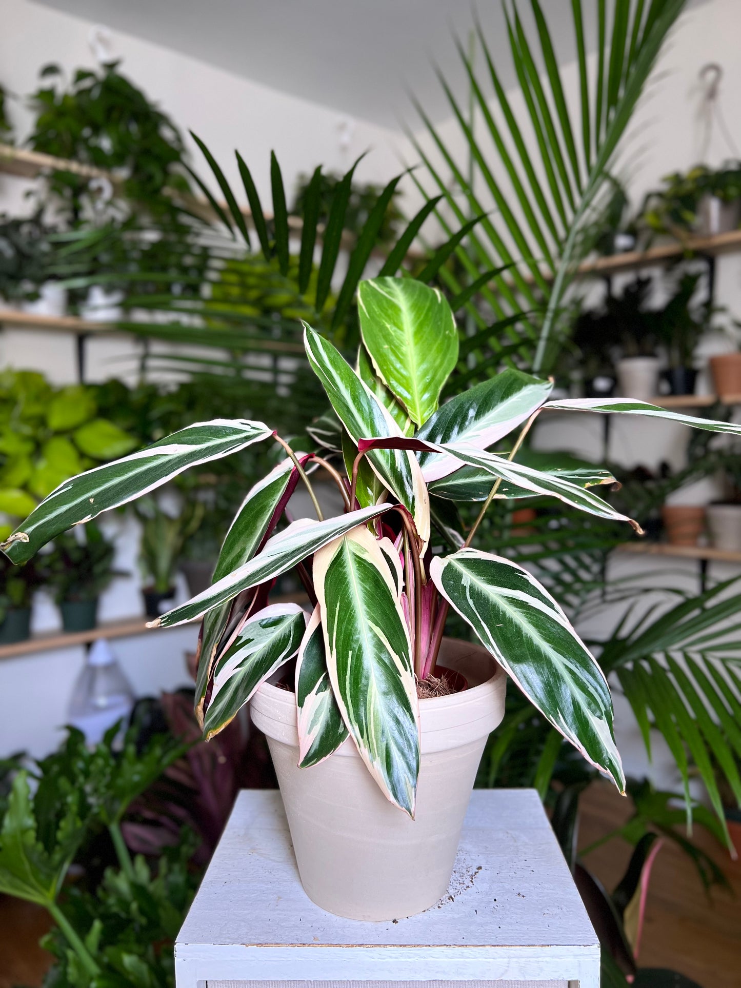Calathea Trio star