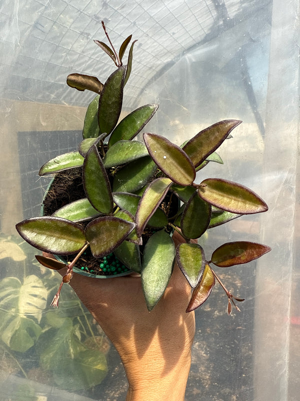 Hoya Rosita 4” pot