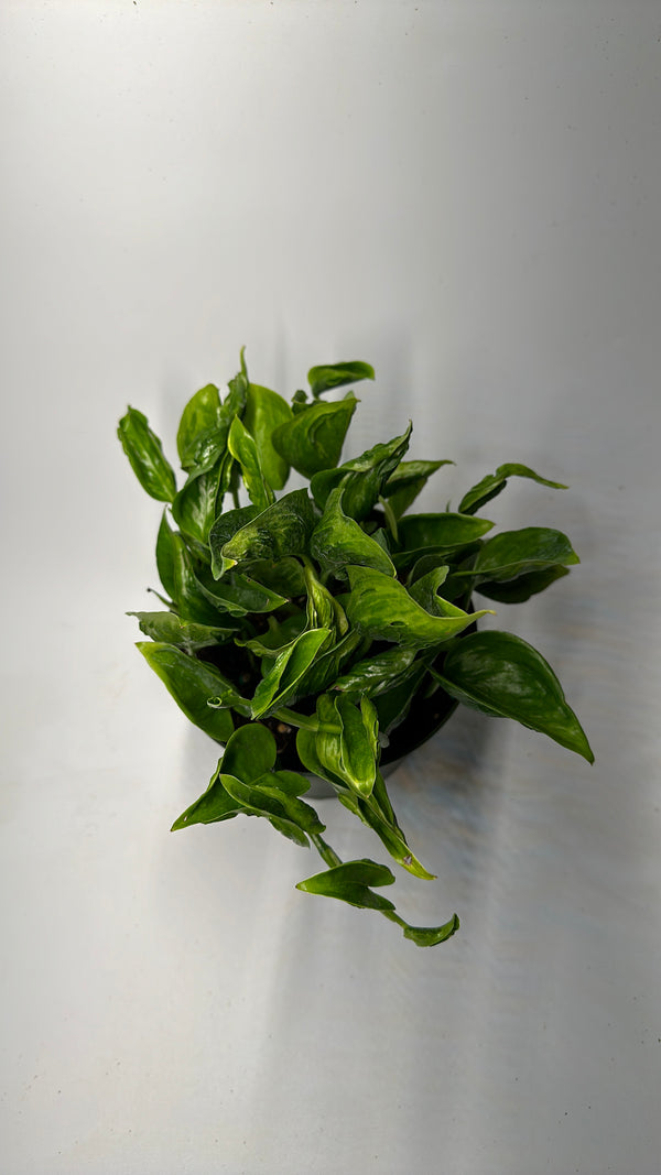 Pothos Shangri La