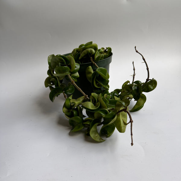 Hoya Hindu Rope 6βpot