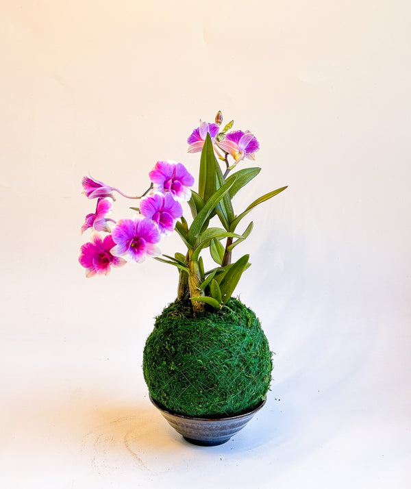 Kokedama With Mini Orchid