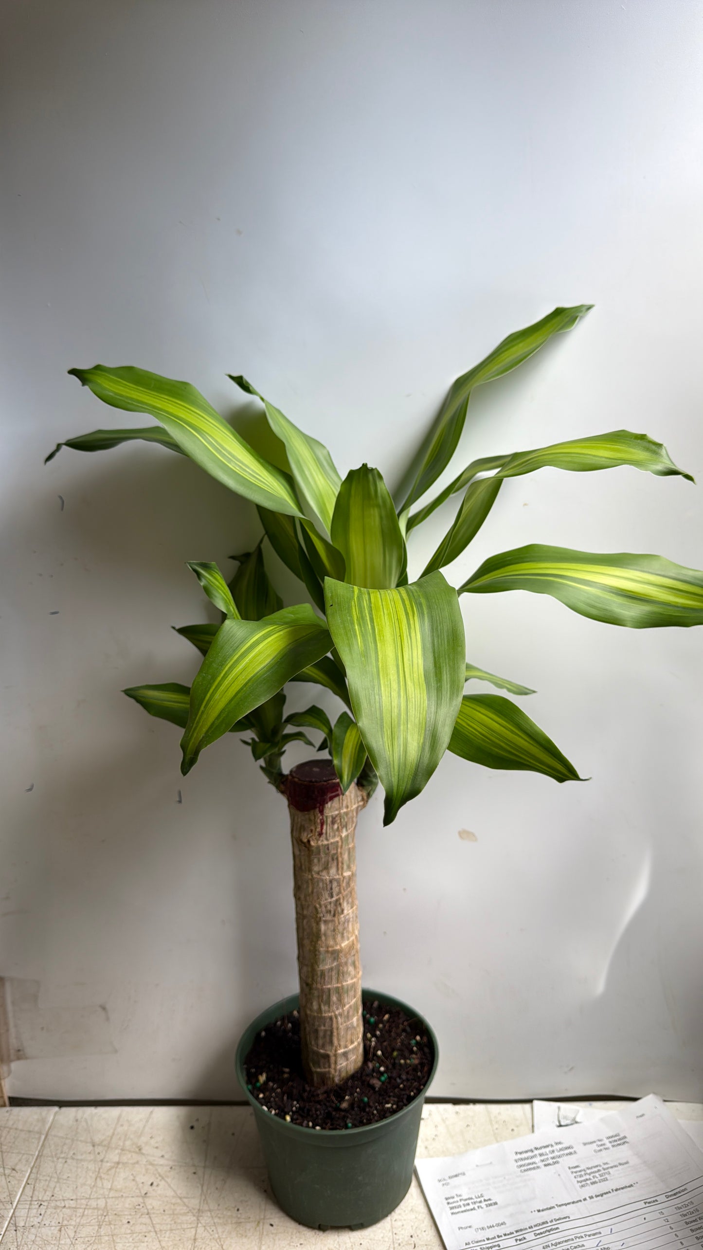 Brazilian Lucky Wood 6" pot (Dracaena Massangeana)