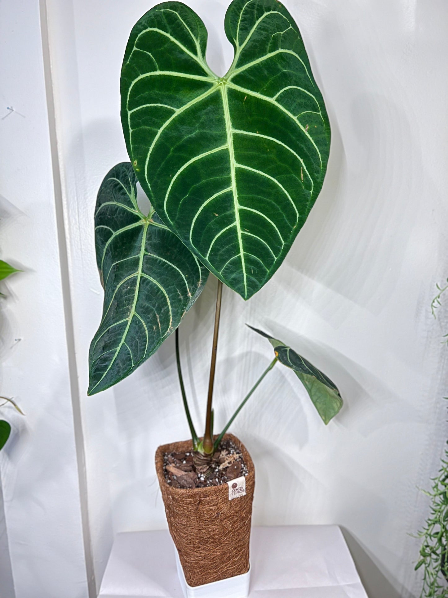 Anthurium regale