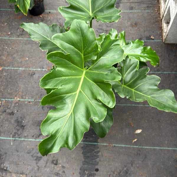 Philodendron Revolution