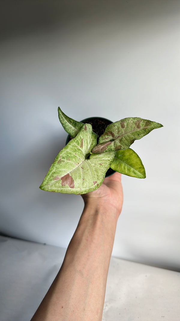 Syngonium Confetti