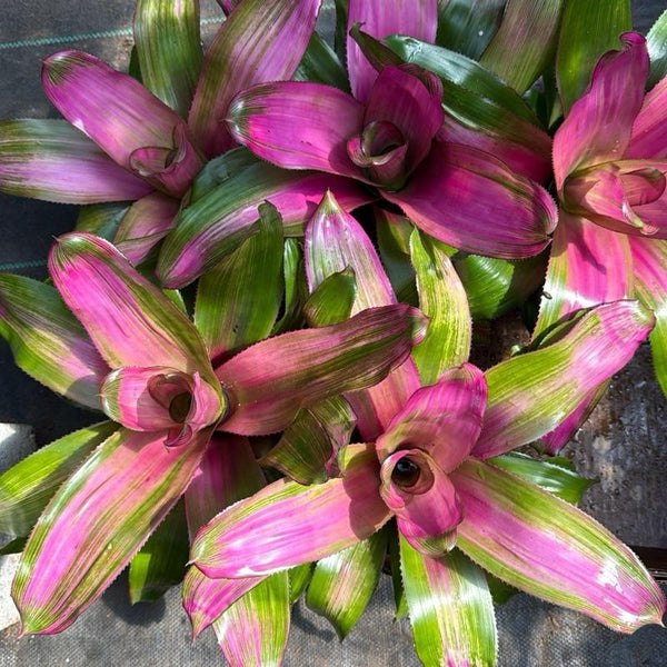 Neoregelia 'Donna'