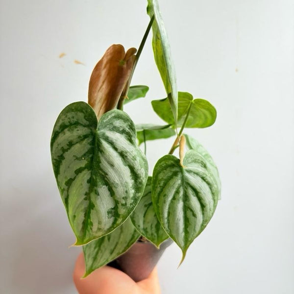 Philodendron Brandi