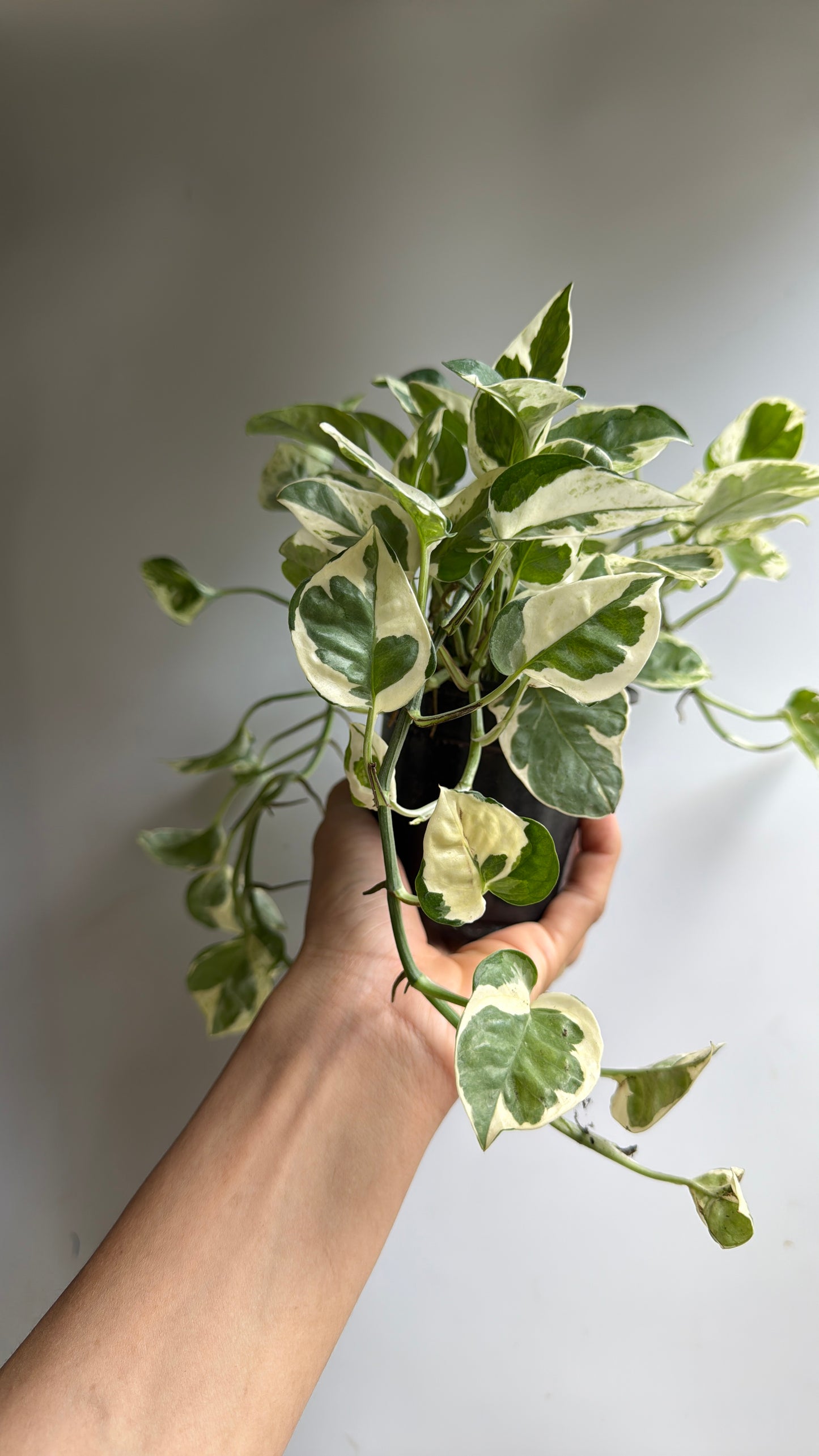 Pothos NJoy 4" pot