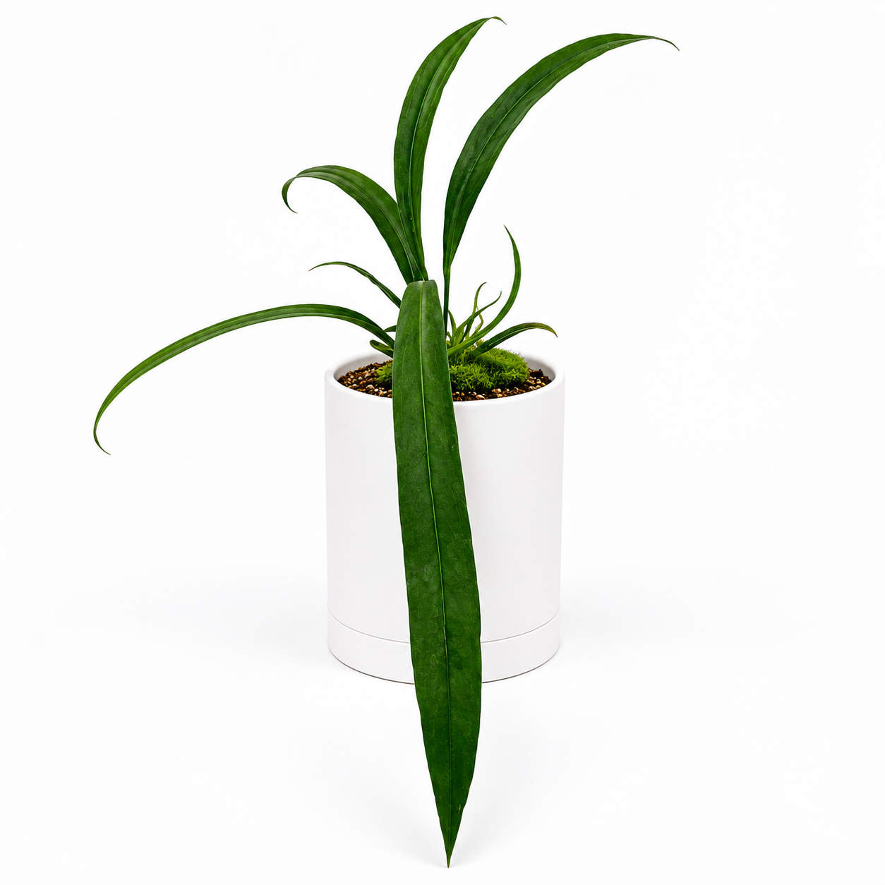 trailing anthurium Runo Plants | Rare & Collectors’ Plants