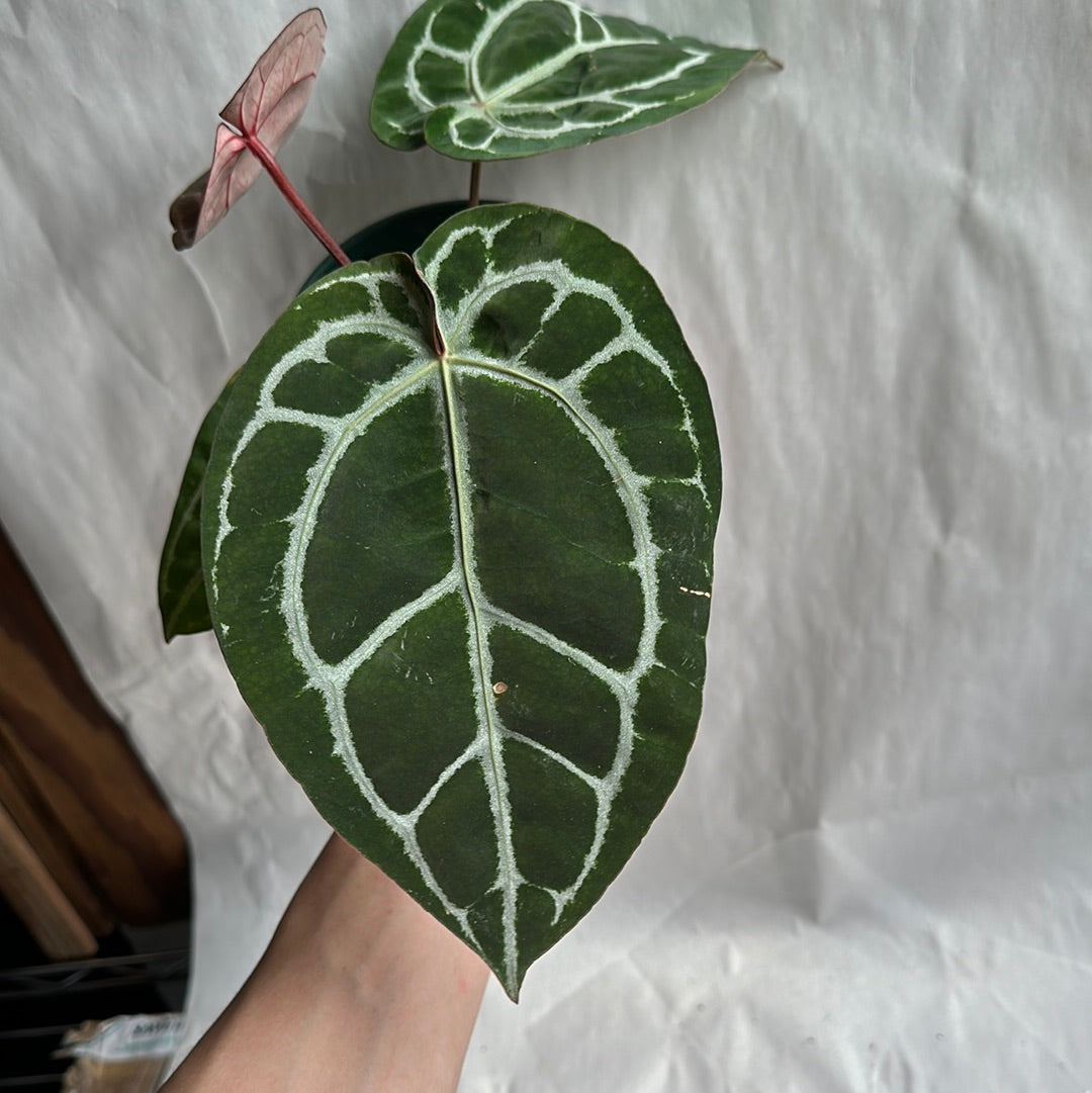 Anthurium Red Crystallinum 4" Rare plant | collector's plant | | house plant | Live Tropical House Plant