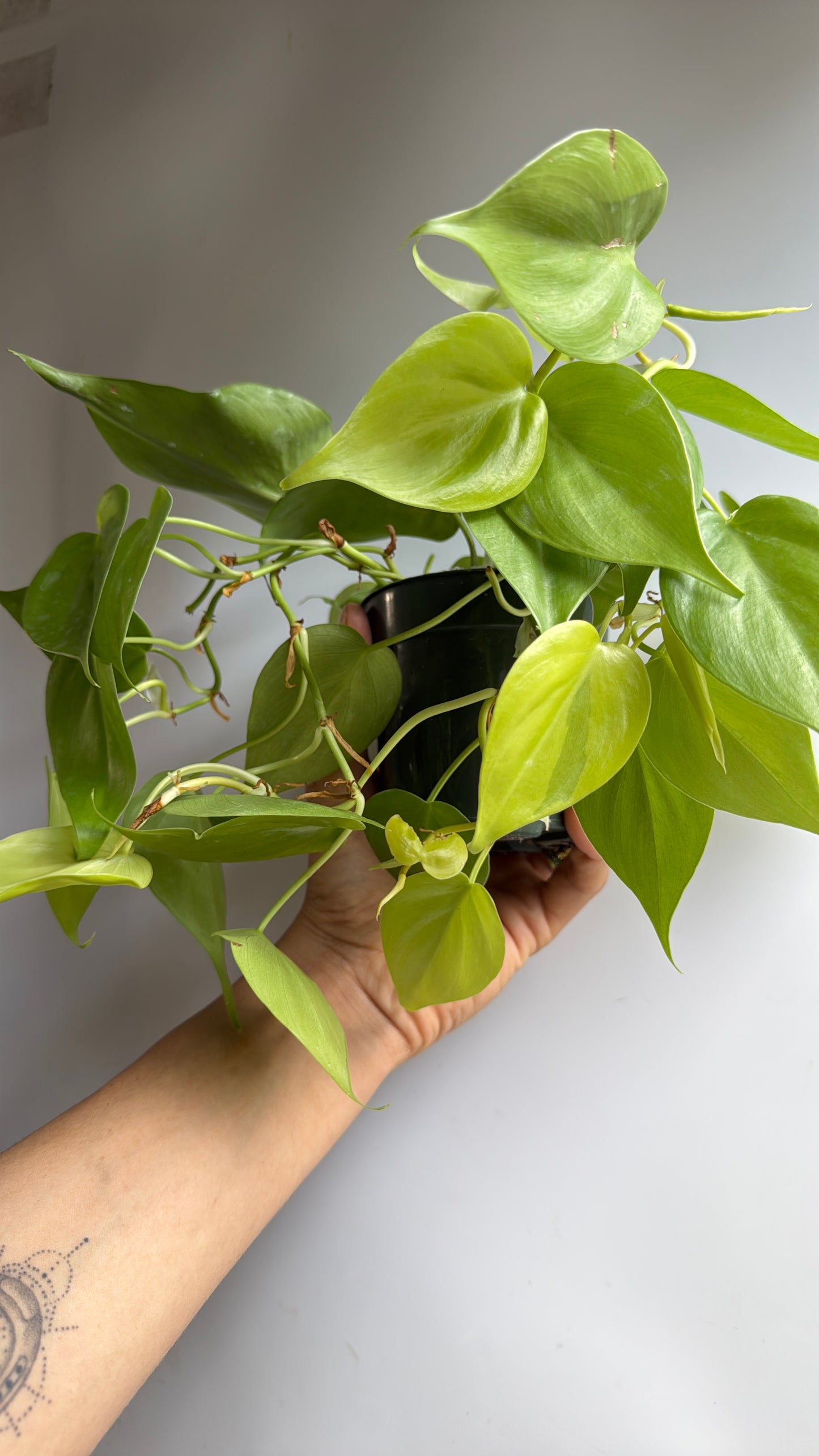 Philodendron Lemon Lime 4” pot