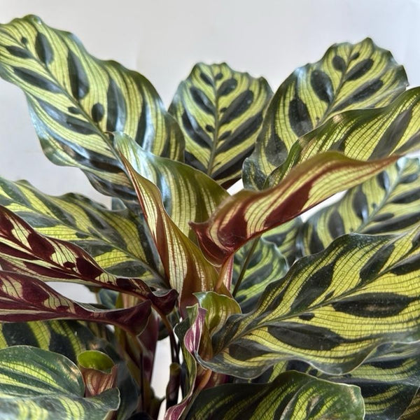Calathea Makoyana
